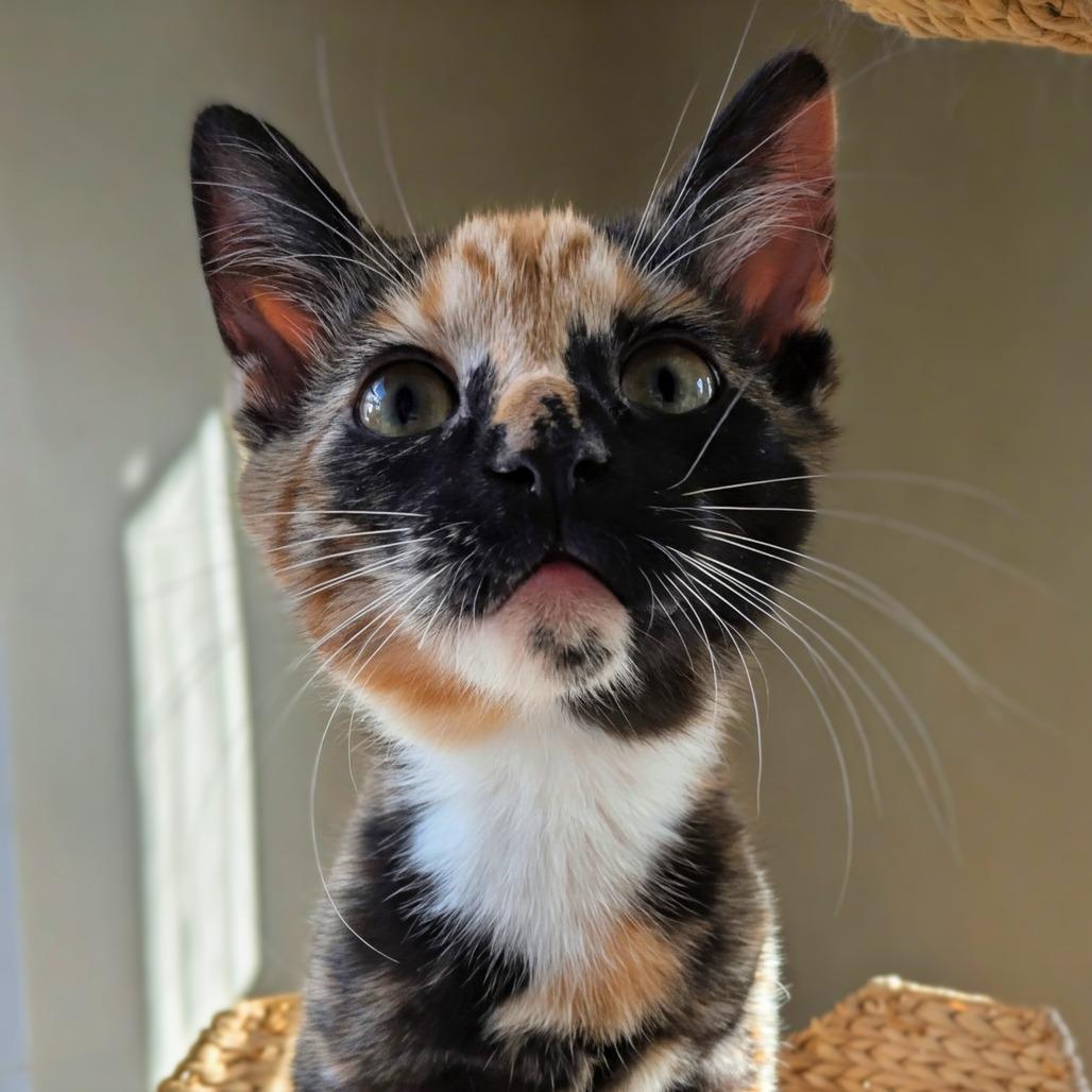 Survi, a Adoptable Domestic Short Hair in Baltimore, MD image 1/6