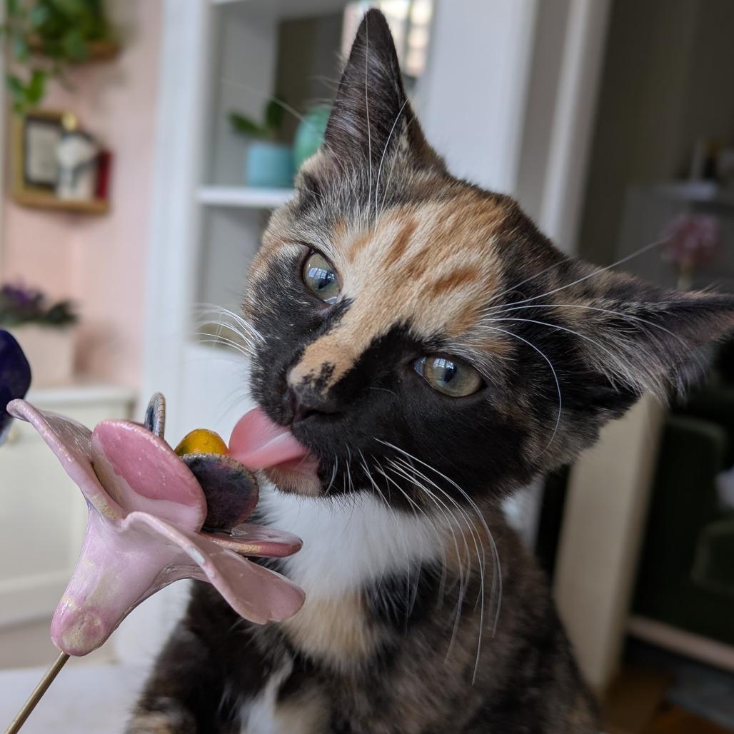 Survi, a Adoptable Domestic Short Hair in Baltimore, MD image 2/6