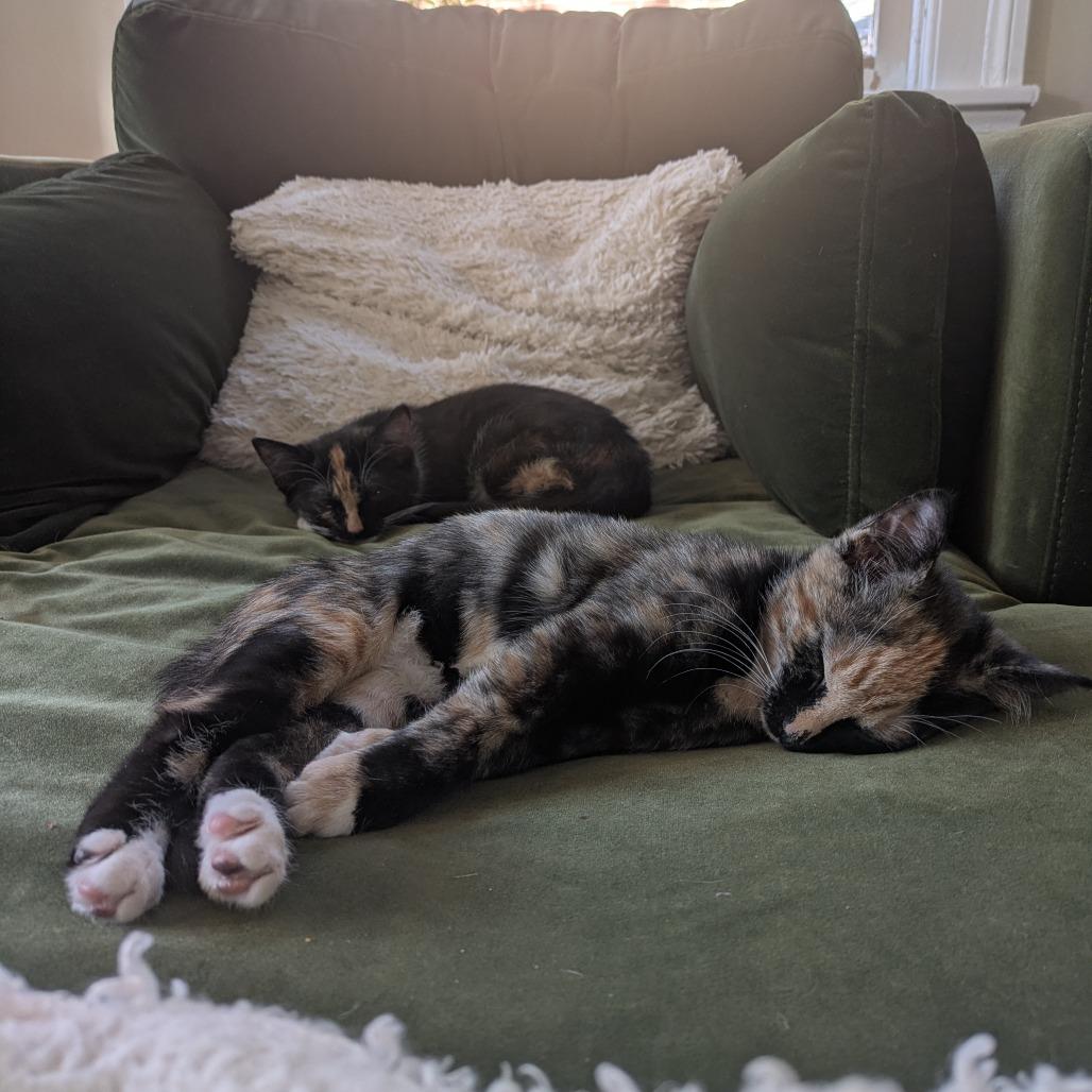 Survi, a Adoptable Domestic Short Hair in Baltimore, MD image 3/6