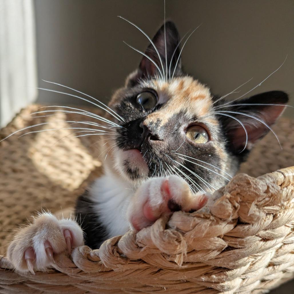 Survi, a Adoptable Domestic Short Hair in Baltimore, MD image 4/6