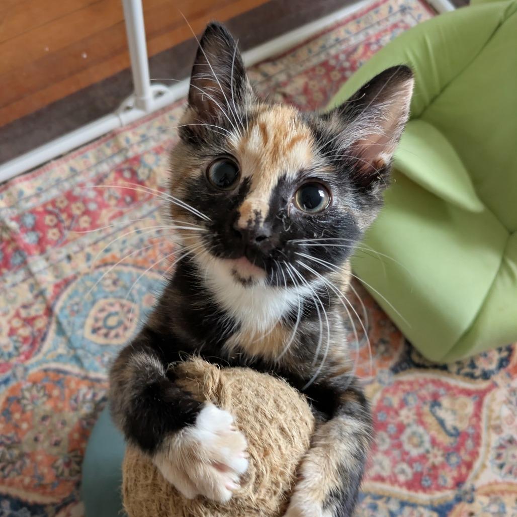 Survi, a Adoptable Domestic Short Hair in Baltimore, MD image 5/6