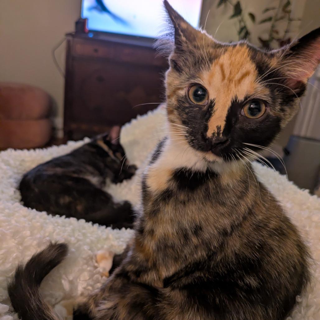 Survi, a Adoptable Domestic Short Hair in Baltimore, MD image 6/6