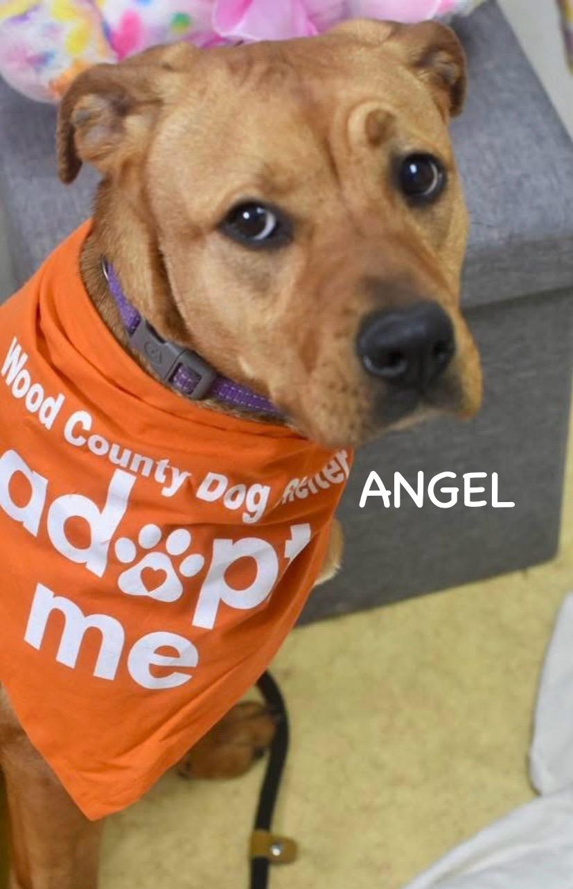 ANGEL, an adopted mixed breed in Bowling Green, OH image 4/6