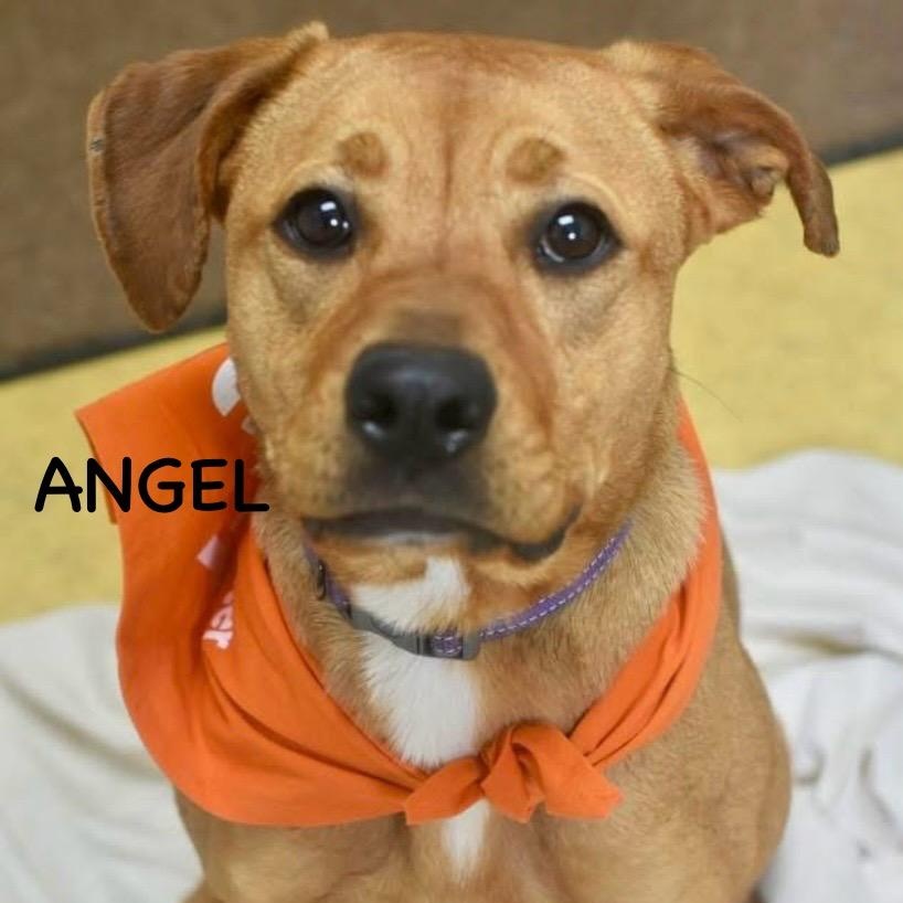 ANGEL, an adopted mixed breed in Bowling Green, OH image 1/6