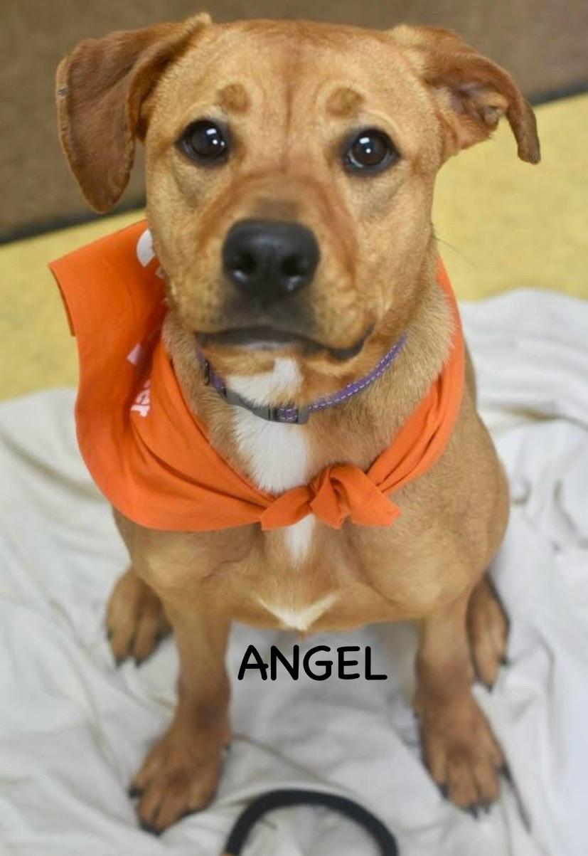 ANGEL, an adopted mixed breed in Bowling Green, OH image 6/6