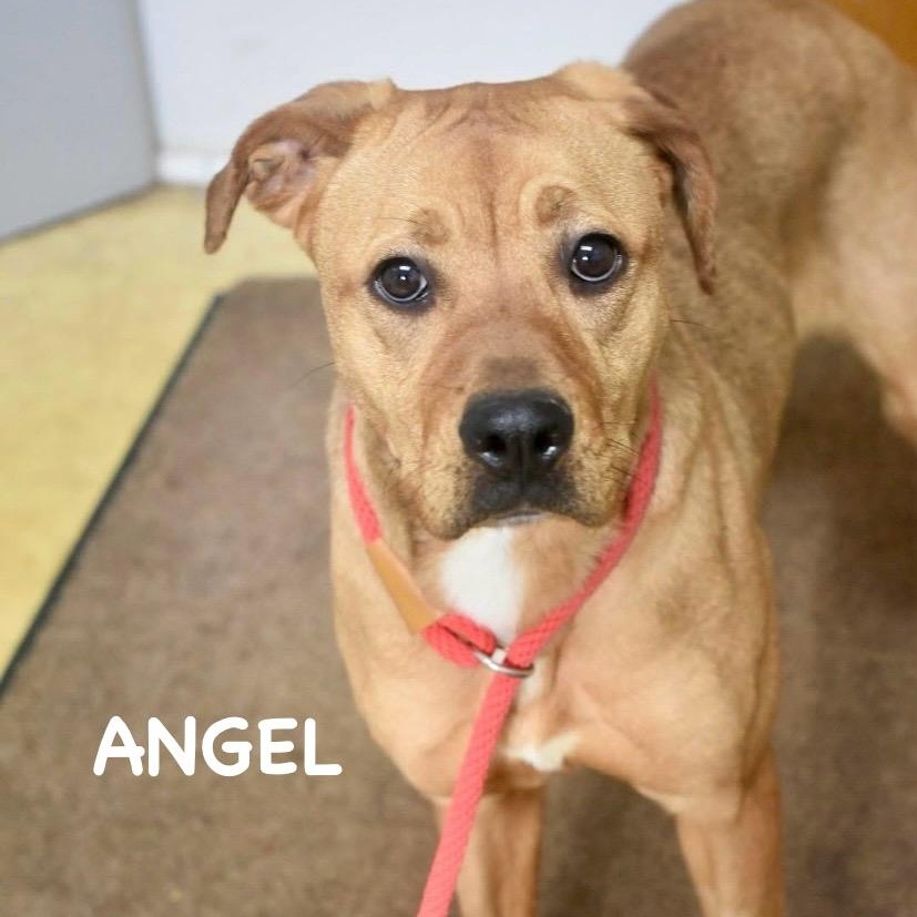 Enlarge ANGEL, a ADOPTABLE mixed breed in Bowling Green, OH image 1/1