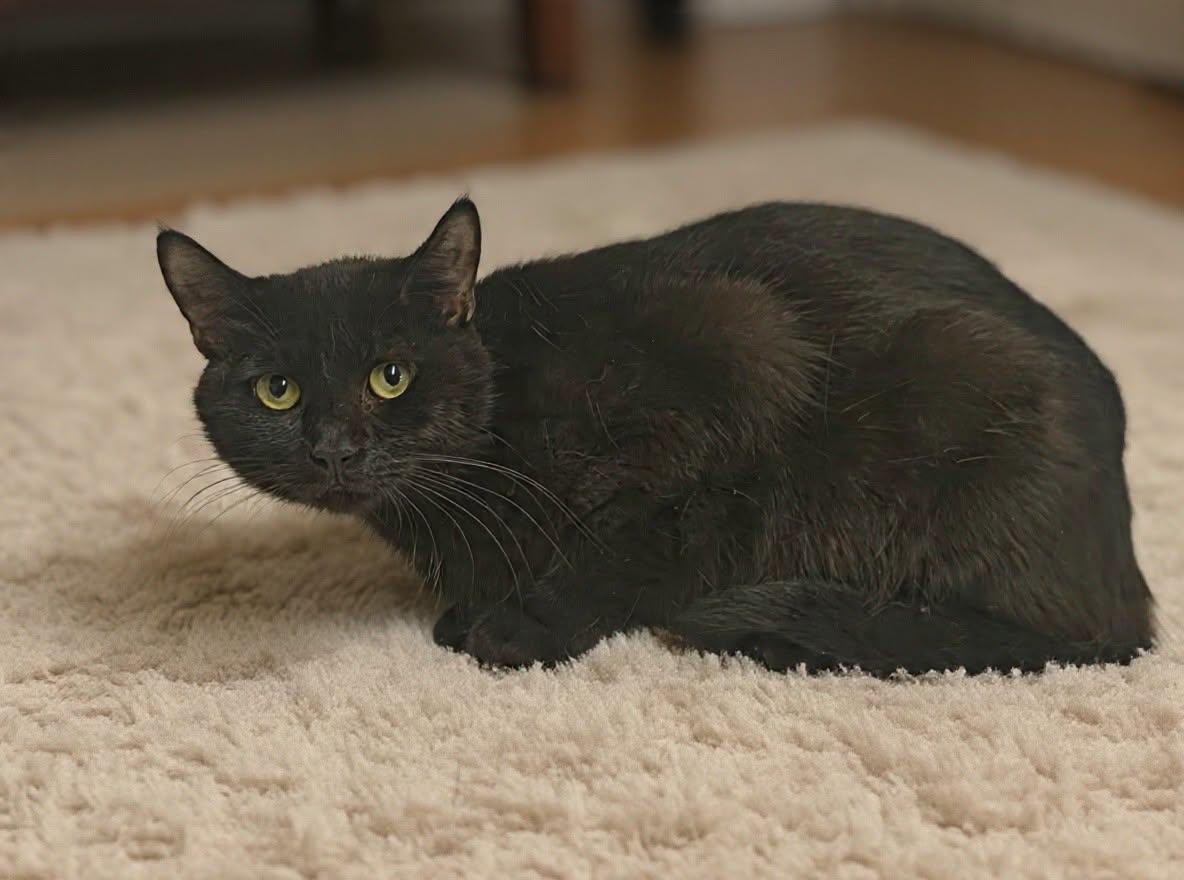 Enlarge Darcy 26/350, a Adoptable Domestic Short Hair in Talladega, AL image 1/3