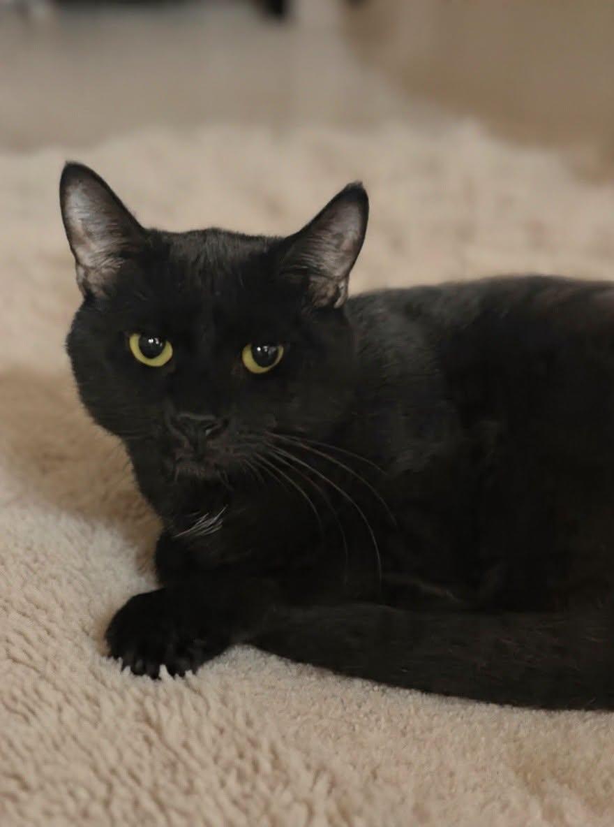 Enlarge Darcy 26/350, a Adoptable Domestic Short Hair in Talladega, AL image 2/3