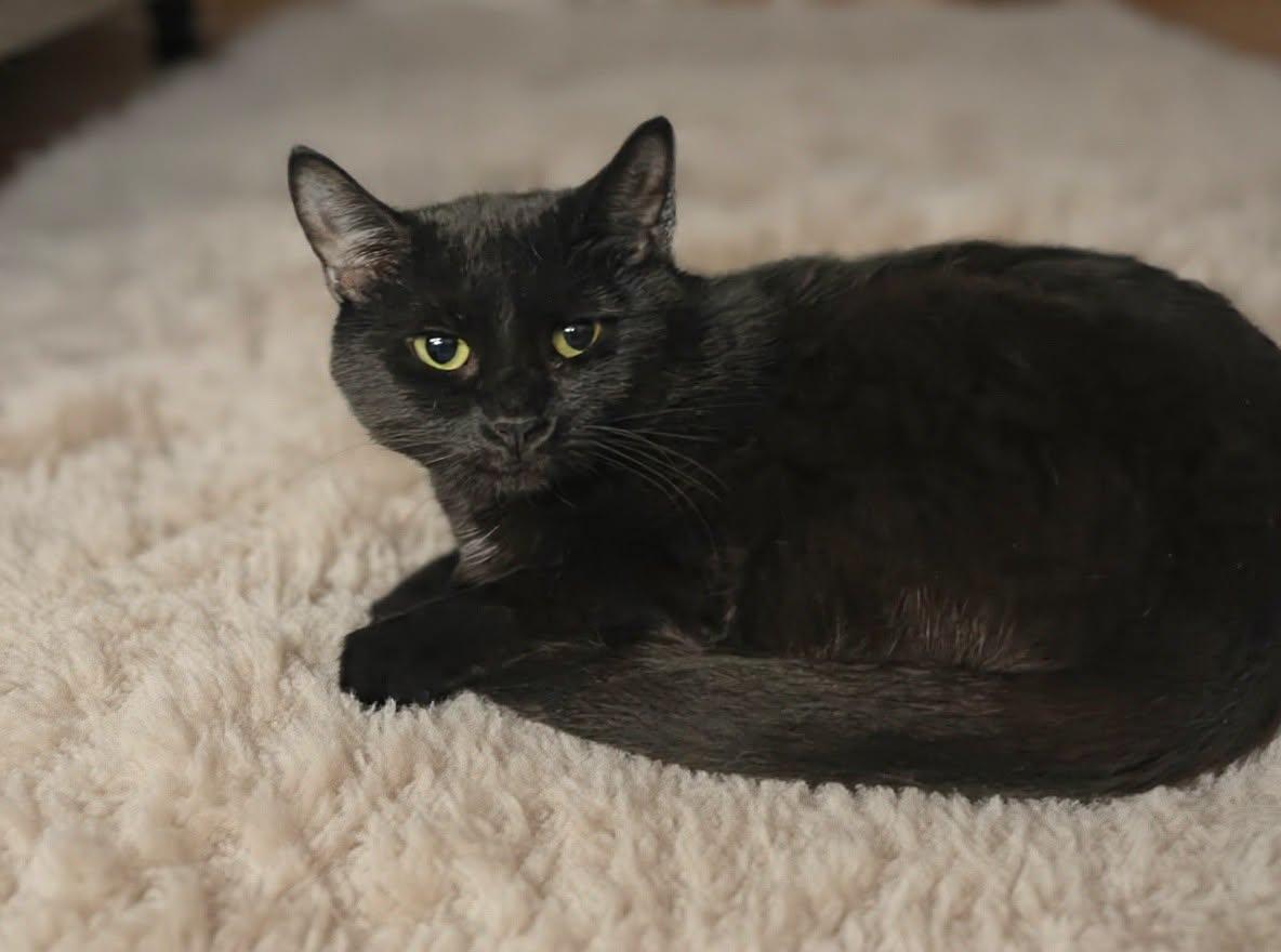 Enlarge Darcy 26/350, a Adoptable Domestic Short Hair in Talladega, AL image 3/3