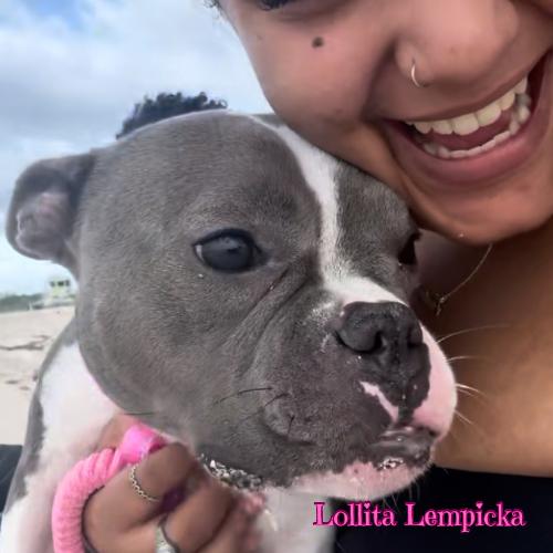 Lollita Lempicka, ADOPTABLE, Young Female American Bully & French Bulldog.