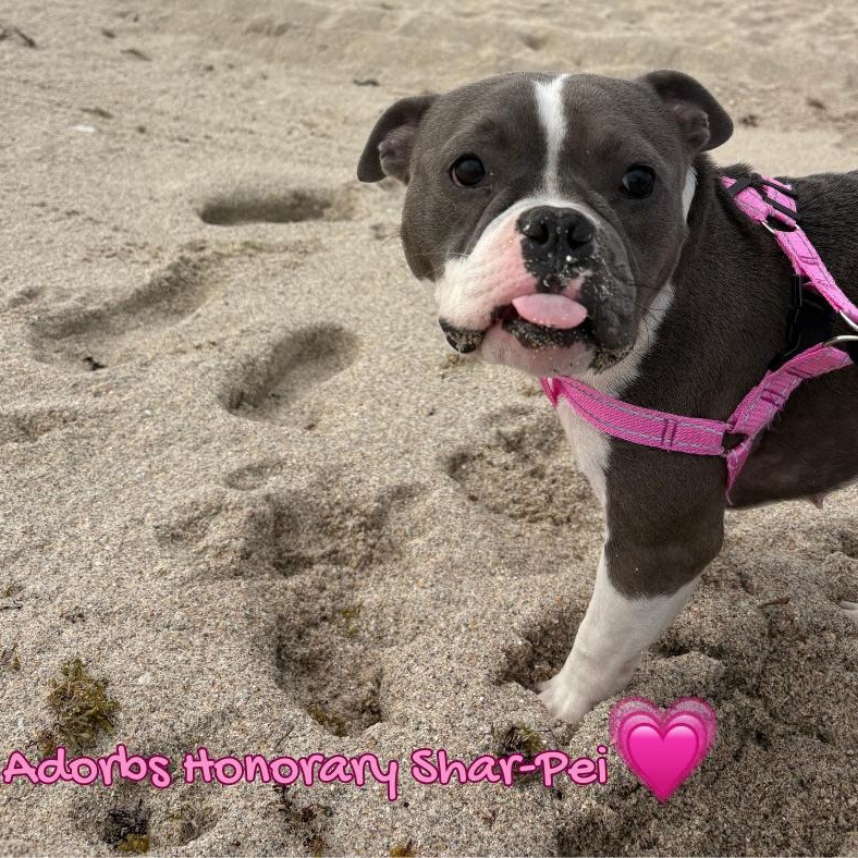 Enlarge Lollita Lempicka, a ADOPTABLE mixed breed in Fort Lauderdale , FL image 5/6