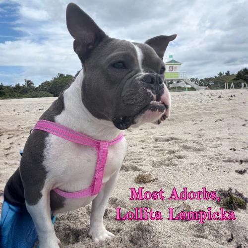 Enlarge Lollita Lempicka, a ADOPTABLE mixed breed in Fort Lauderdale , FL image 2/6