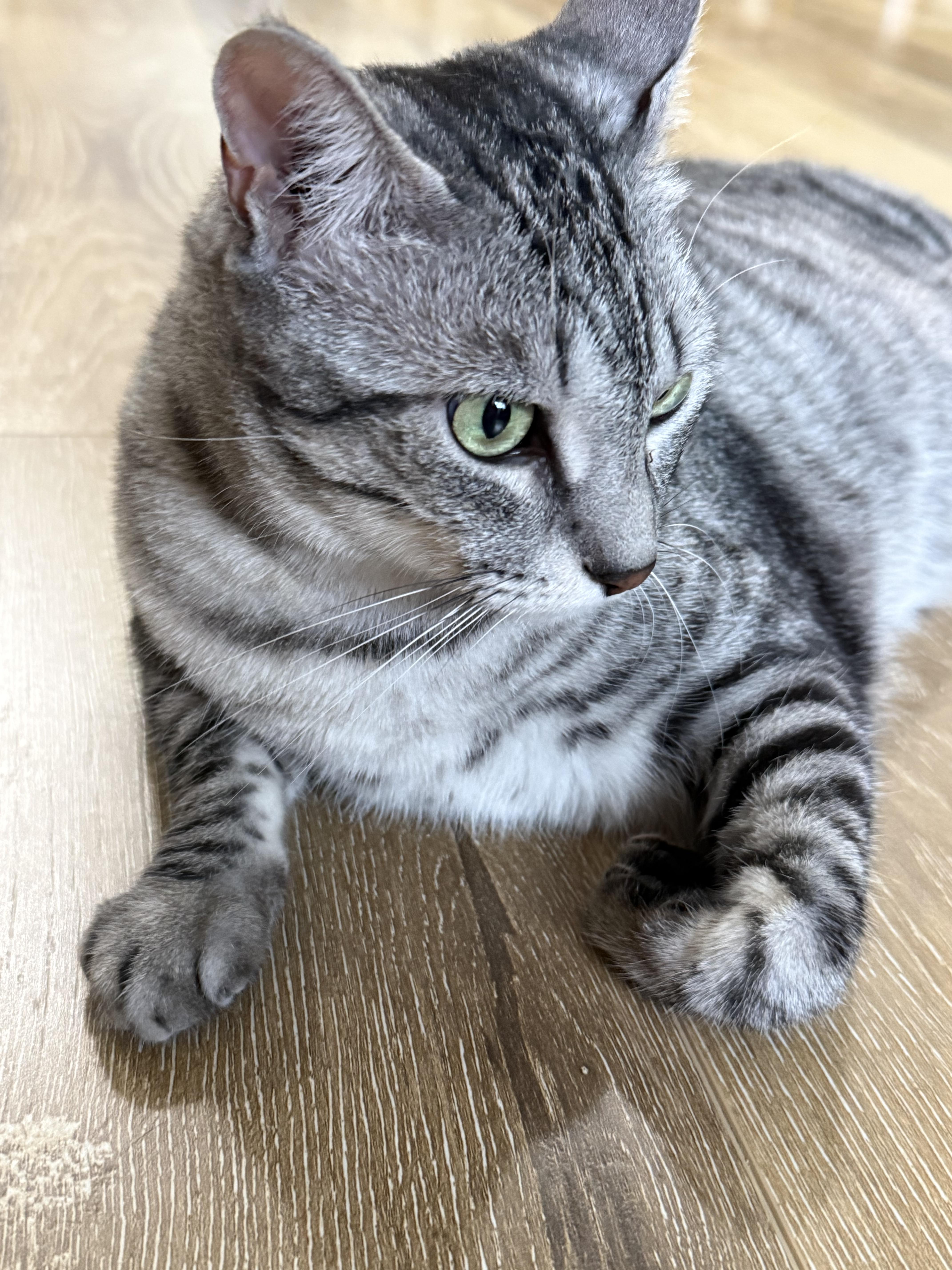 Enlarge Salem - Courtesy Listing, a Adoptable Tabby in Millville, UT image 3/4