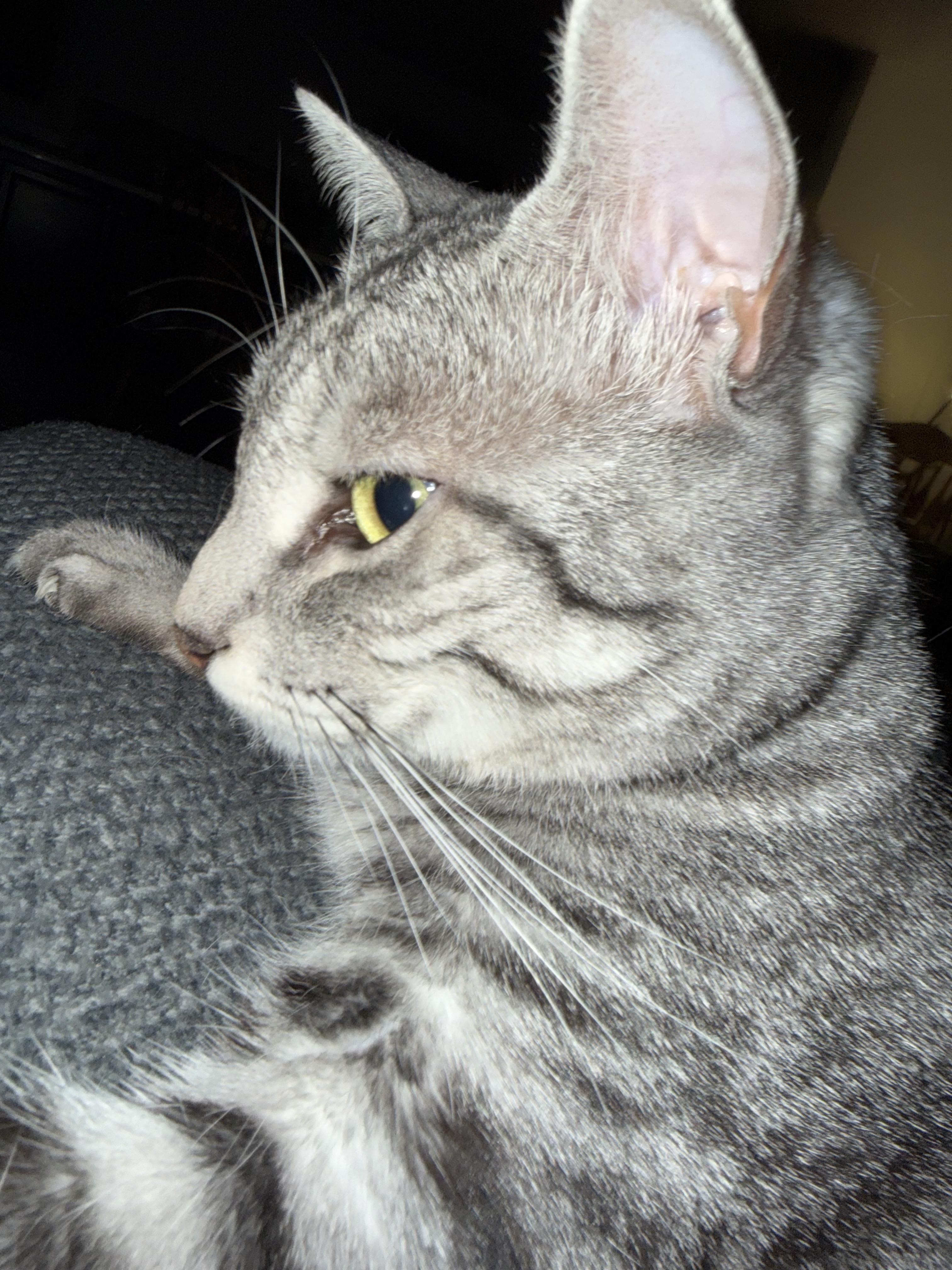 Enlarge Salem - Courtesy Listing, a Adoptable Tabby in Millville, UT image 4/4