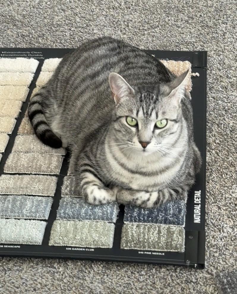 Salem - Courtesy Listing, Adoptable, Adult Female Tabby.