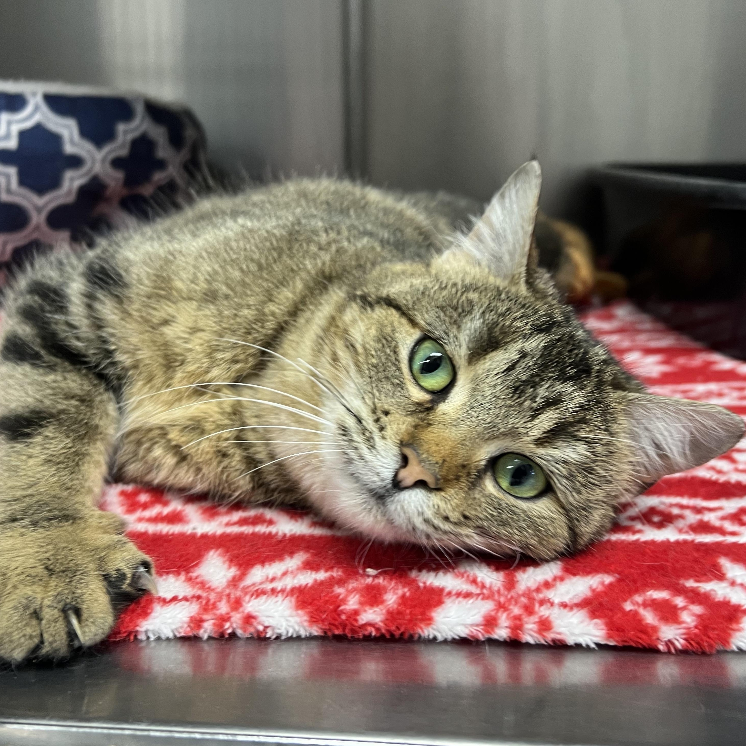 Enlarge Holly, an adopted mixed breed in Mount Pleasant, MI image 1/2