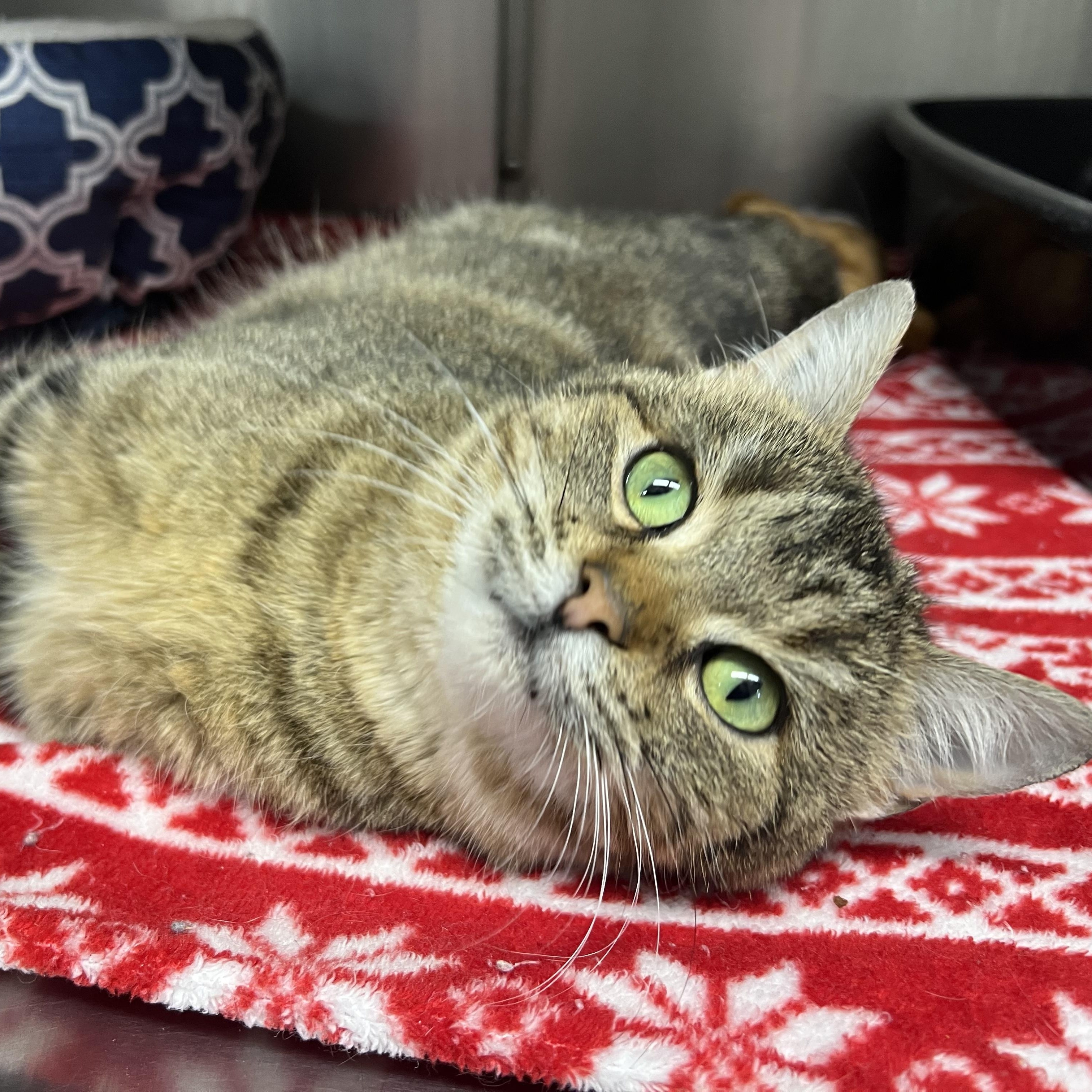 Enlarge Holly, an adopted mixed breed in Mount Pleasant, MI image 2/2