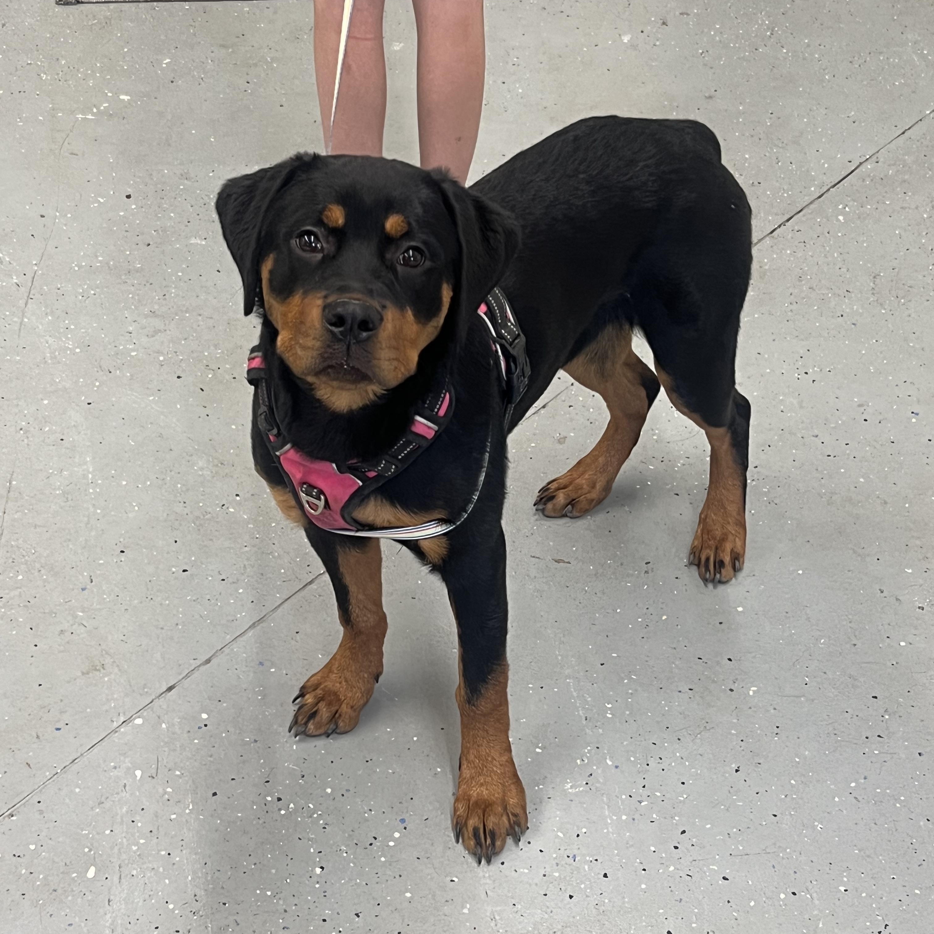 Enlarge Athena, a Adopted Rottweiler in Blue Earth, MN image 1/1