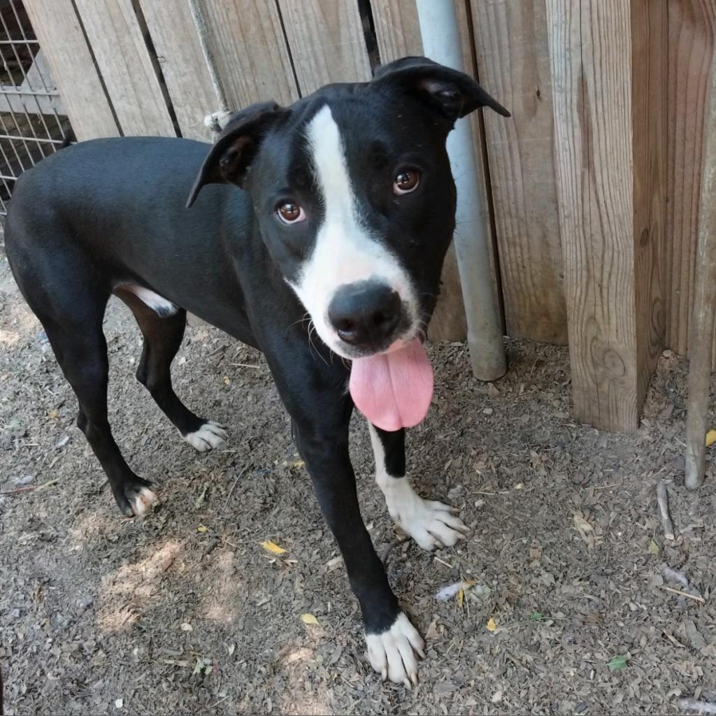 Enlarge Bo, a Adoptable mixed breed image 2/6