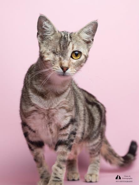 Cotton Candy at Fat Cat Cafe, a ADOPTABLE Domestic Short Hair in Tallahassee, FL image 3/3