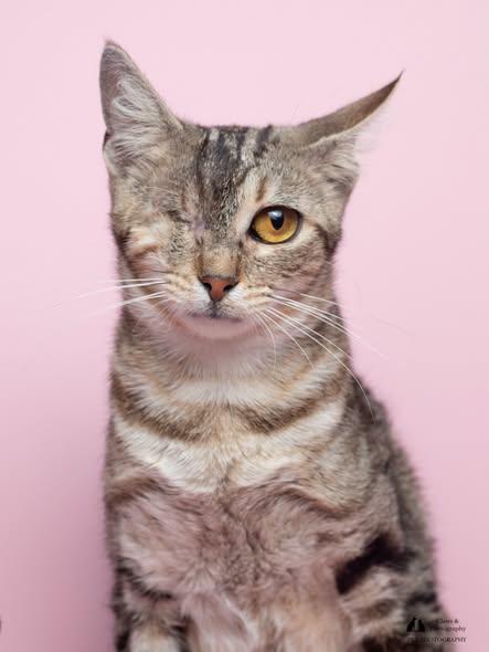 Cotton Candy at Fat Cat Cafe, ADOPTABLE, Young Female Domestic Short Hair.