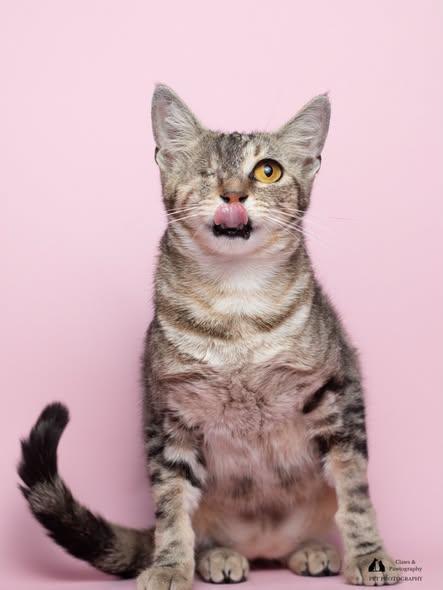 Cotton Candy at Fat Cat Cafe, a ADOPTABLE Domestic Short Hair in Tallahassee, FL image 2/3