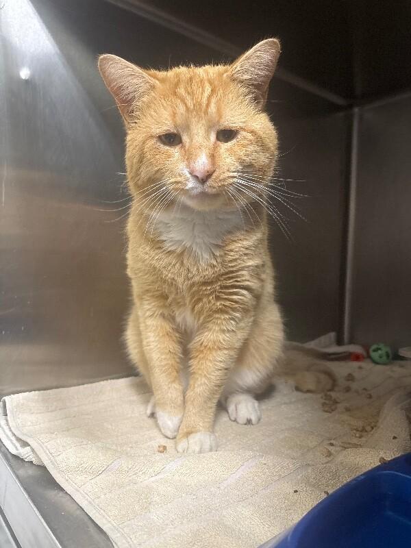 Odie, Adoptable, Adult Male Domestic Short Hair.