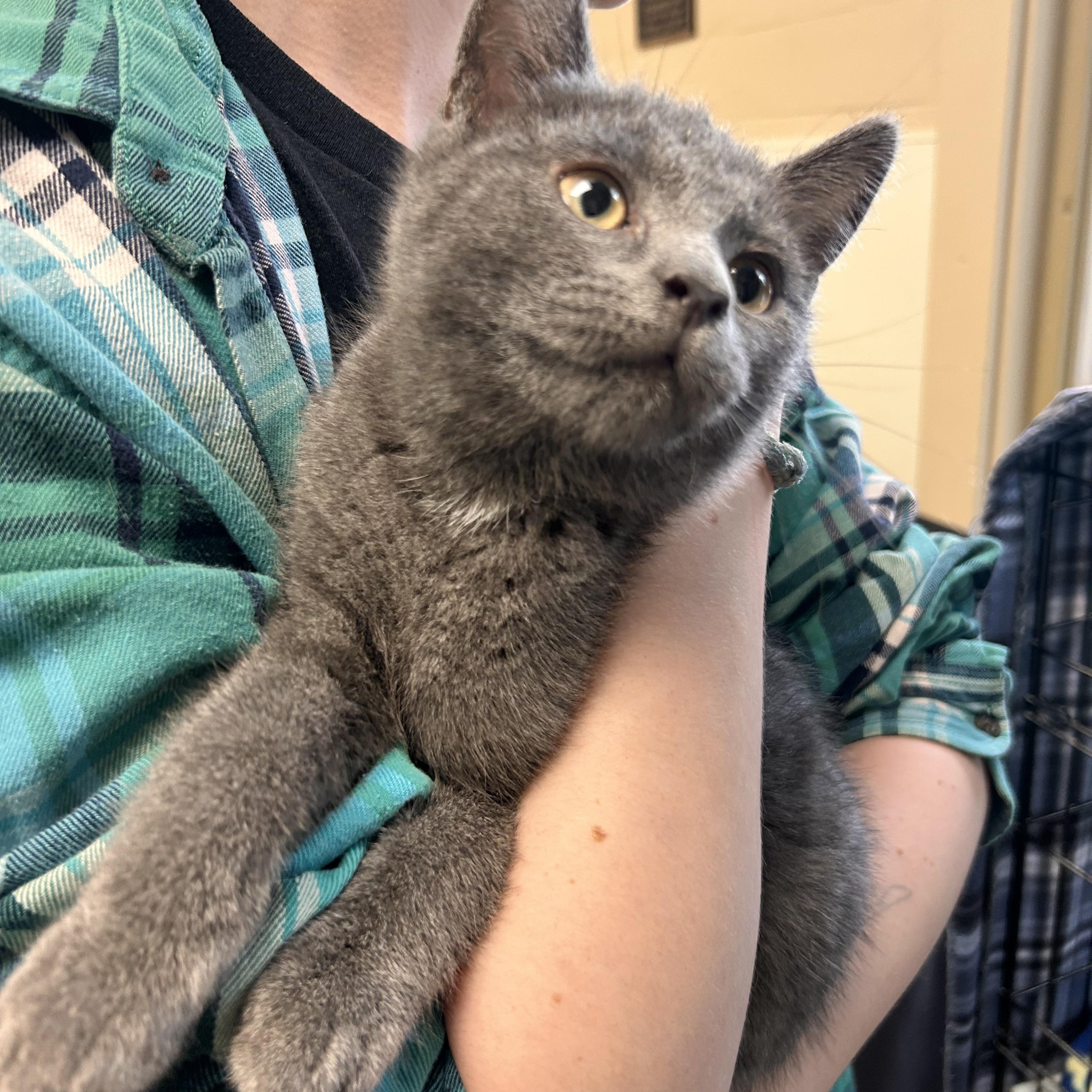Triangle, an adopted Domestic Short Hair in Myerstown, PA image 2/2