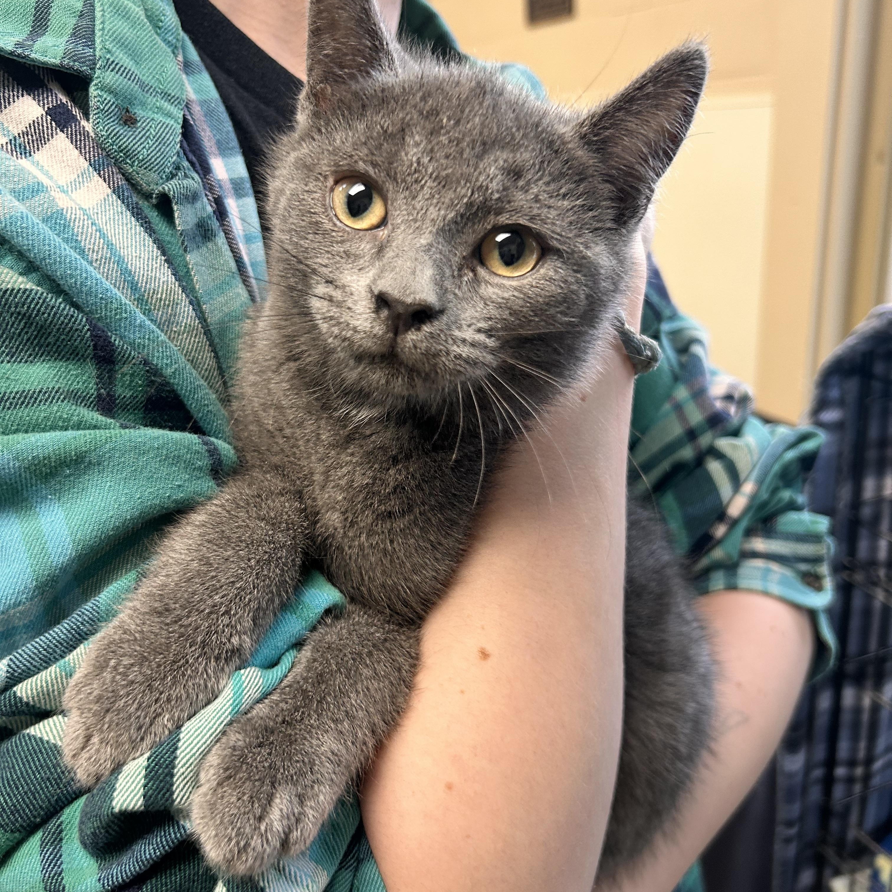 Triangle, an adopted Domestic Short Hair in Myerstown, PA image 1/2