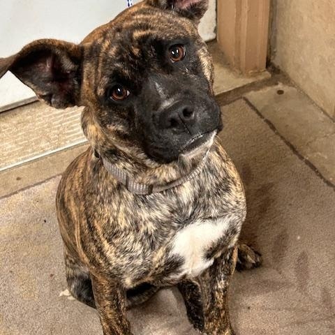 Ralphie, a Adoptable mixed breed in Denison, IA image 1/3