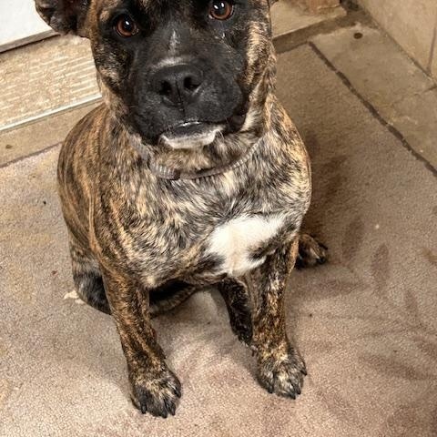 Ralphie, a Adoptable mixed breed in Denison, IA image 2/3