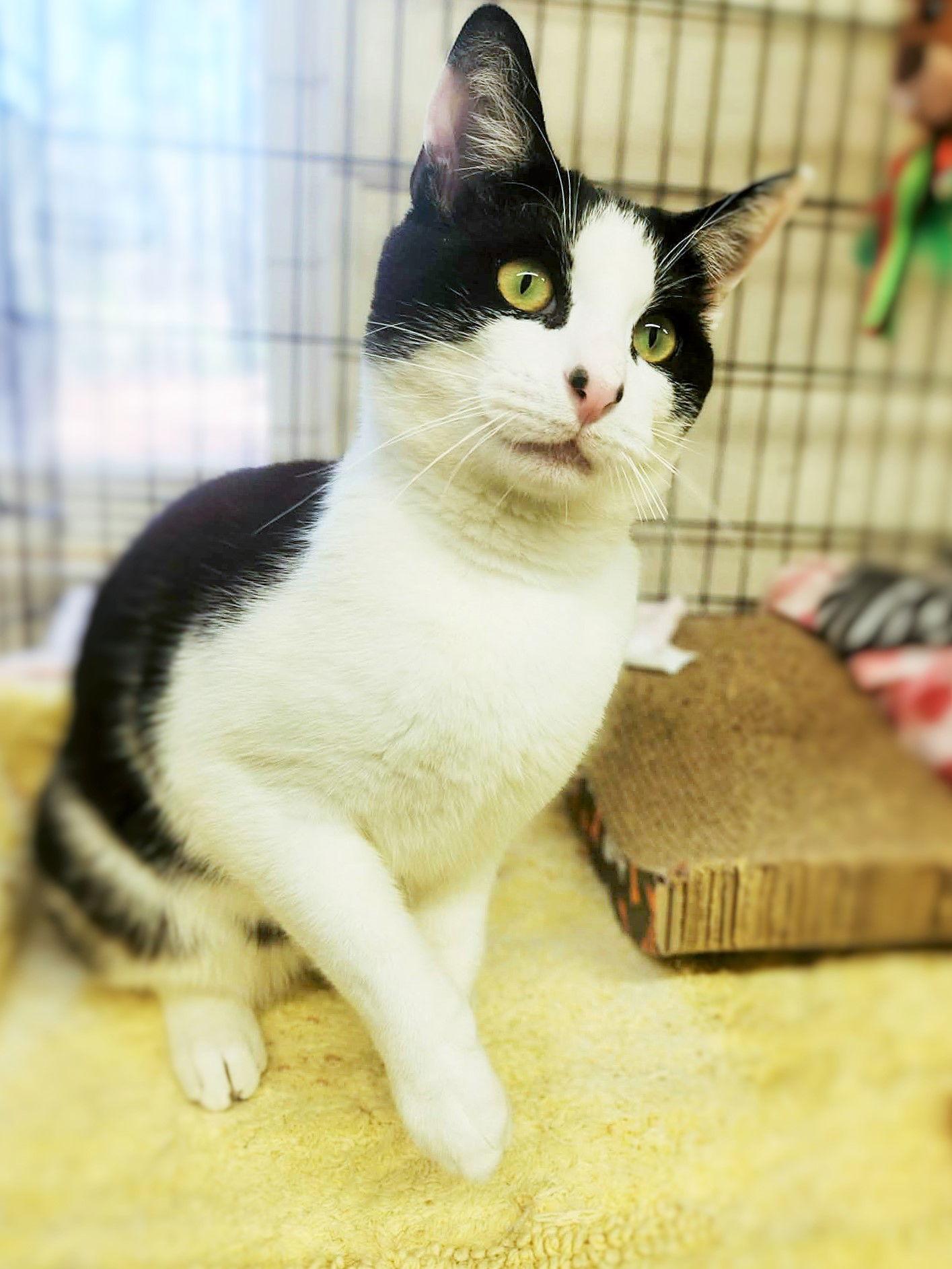 Vinnie Big Boy, Adoptable, Adult Male Domestic Short Hair.