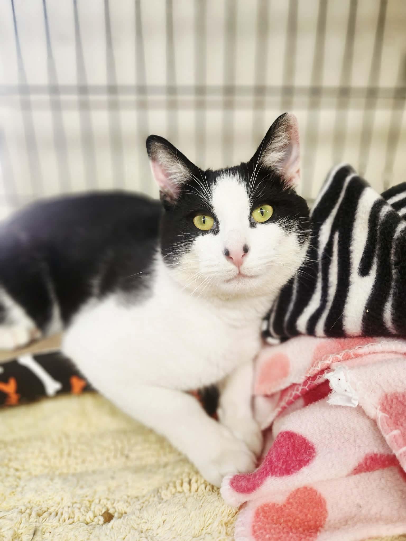 Vinnie Big Boy, Adoptable, Adult Male Domestic Short Hair.