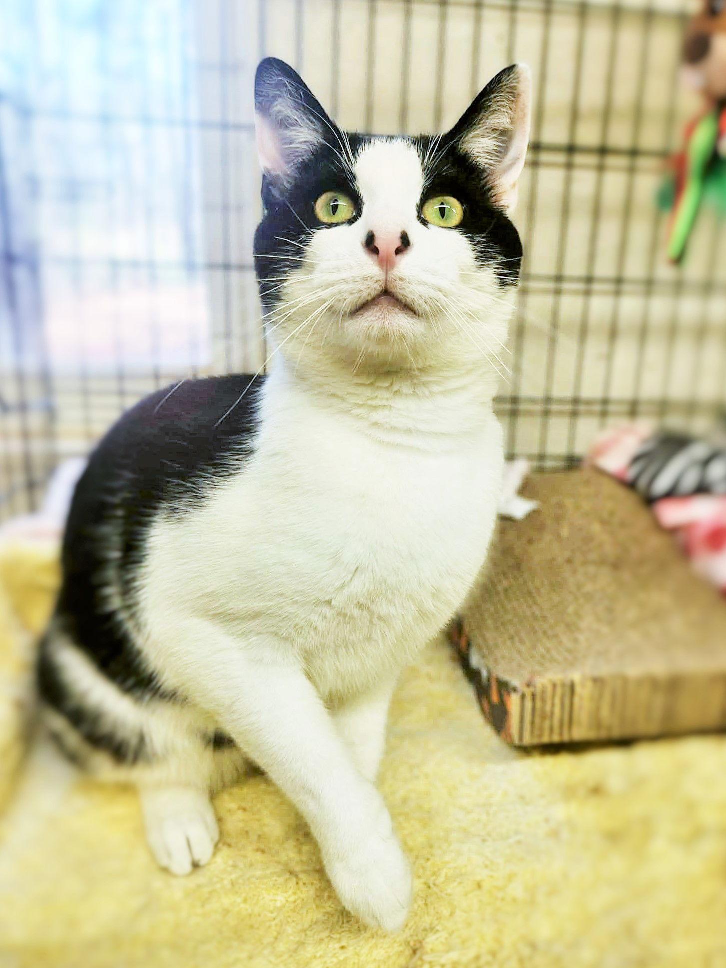 Enlarge Vinnie Big Boy, a Adoptable Domestic Short Hair in Social Circle, GA image 3/3