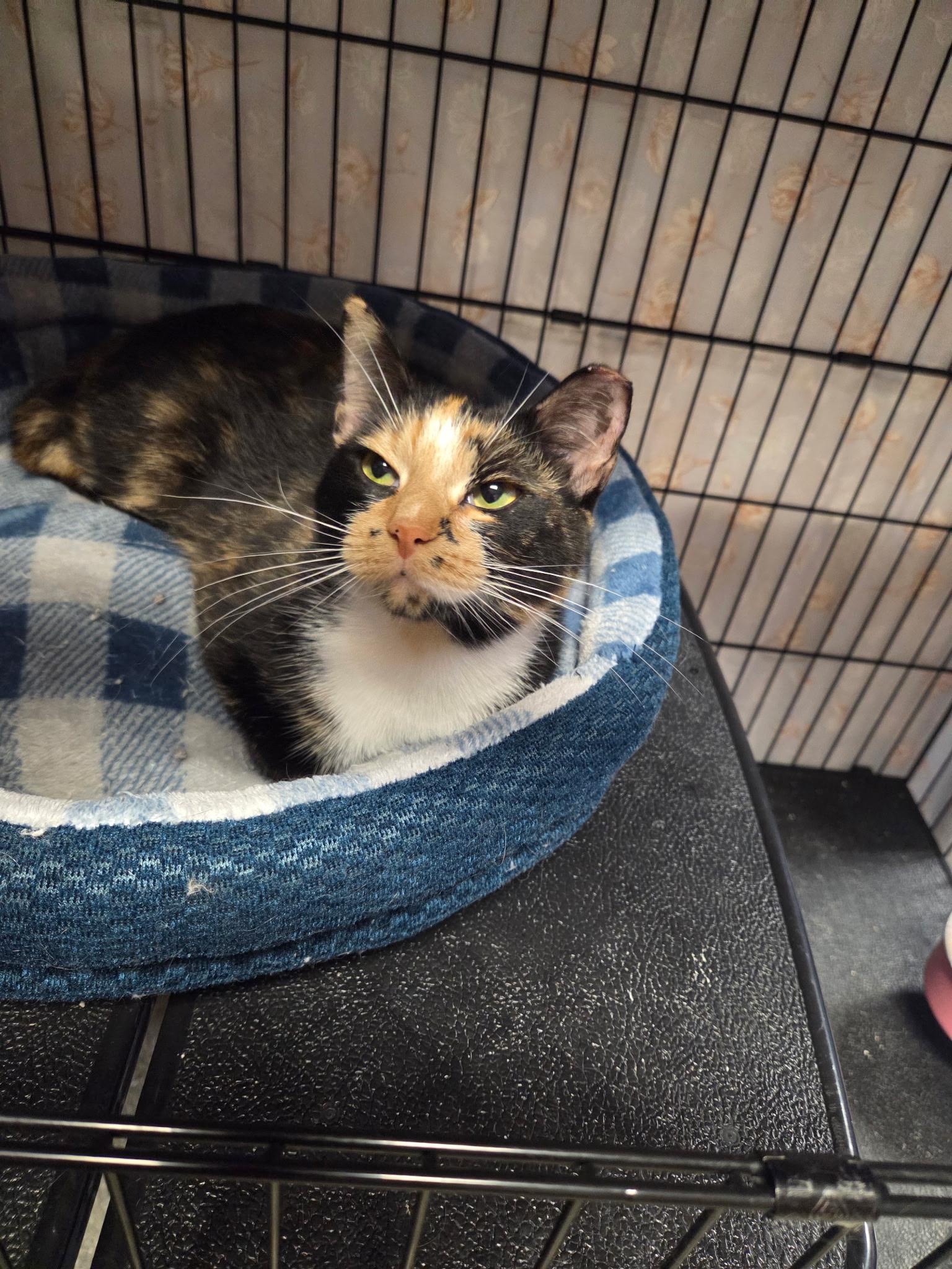 Melanie, ADOPTABLE, Young Female Domestic Short Hair.
