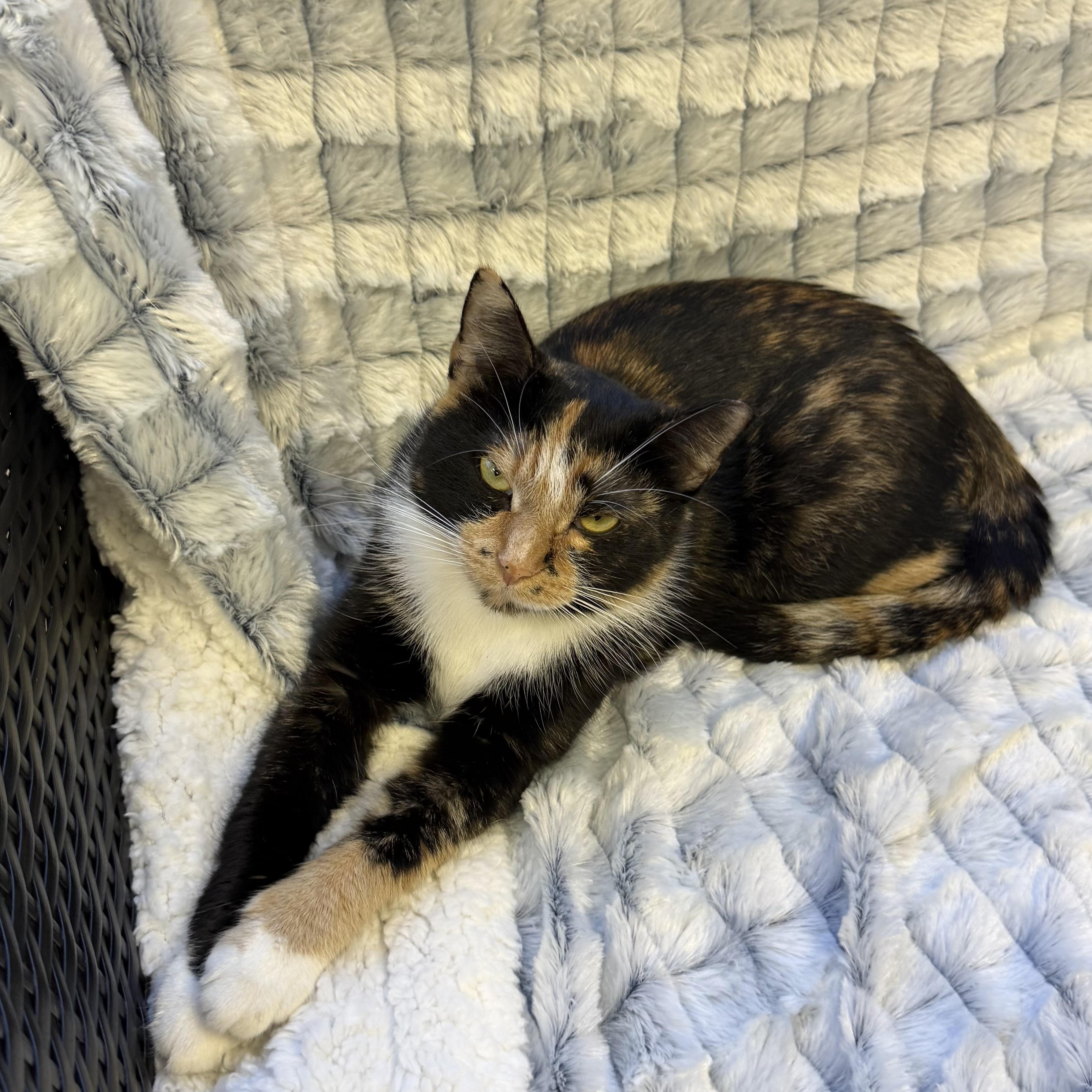 Melanie, ADOPTABLE, Young Female Domestic Short Hair.