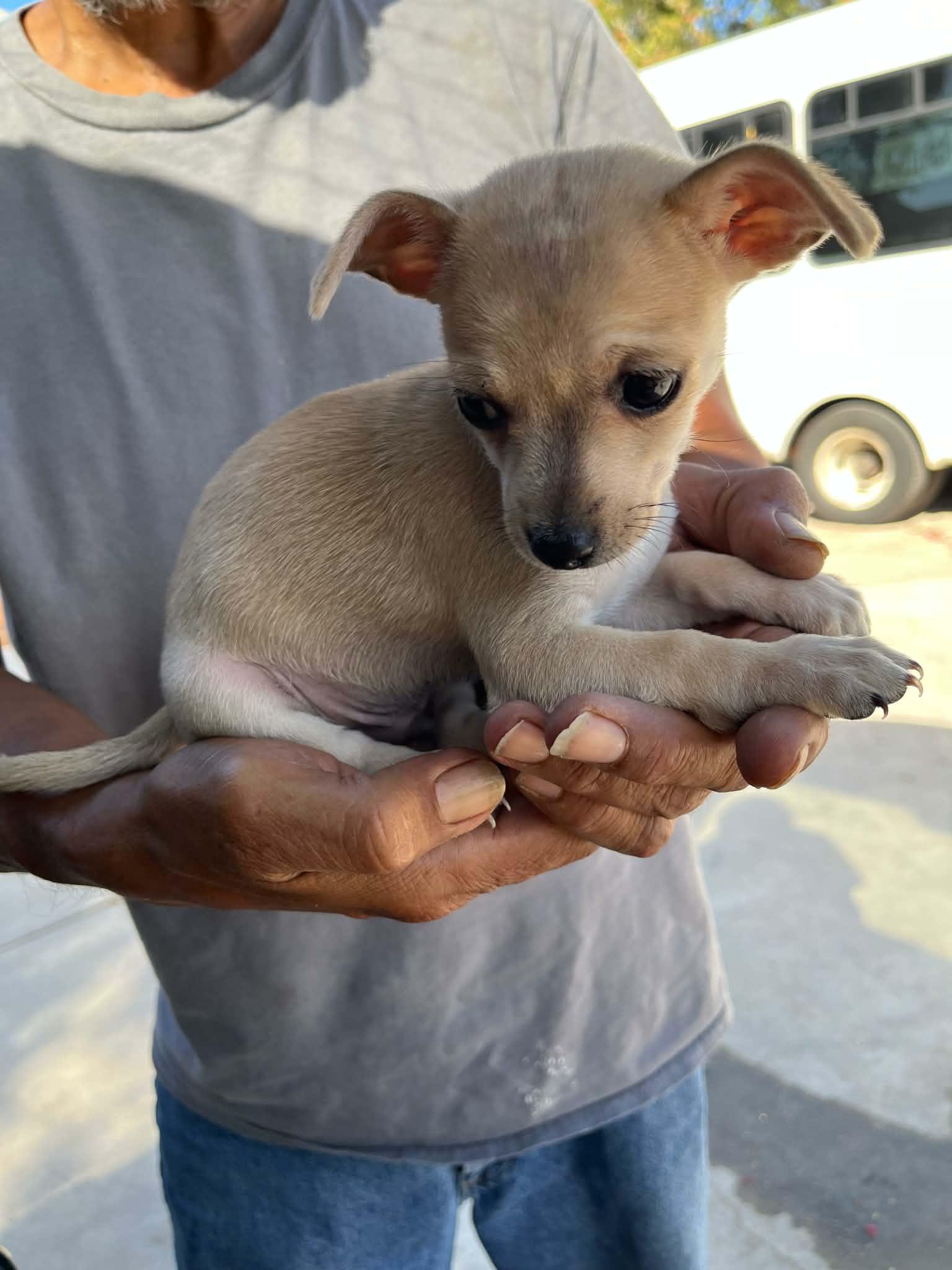 Smores, Adoptable, Puppy Male Terrier & Chihuahua.