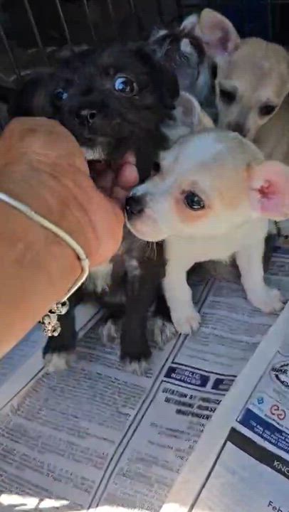 Enlarge Smores, a Adoptable mixed breed in Gainesville, VA video 4/4