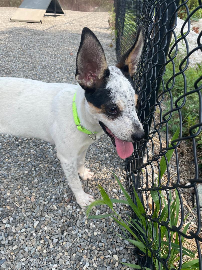 Enlarge Bunnie, a Adoptable mixed breed in Wanaque, NJ image 1/6
