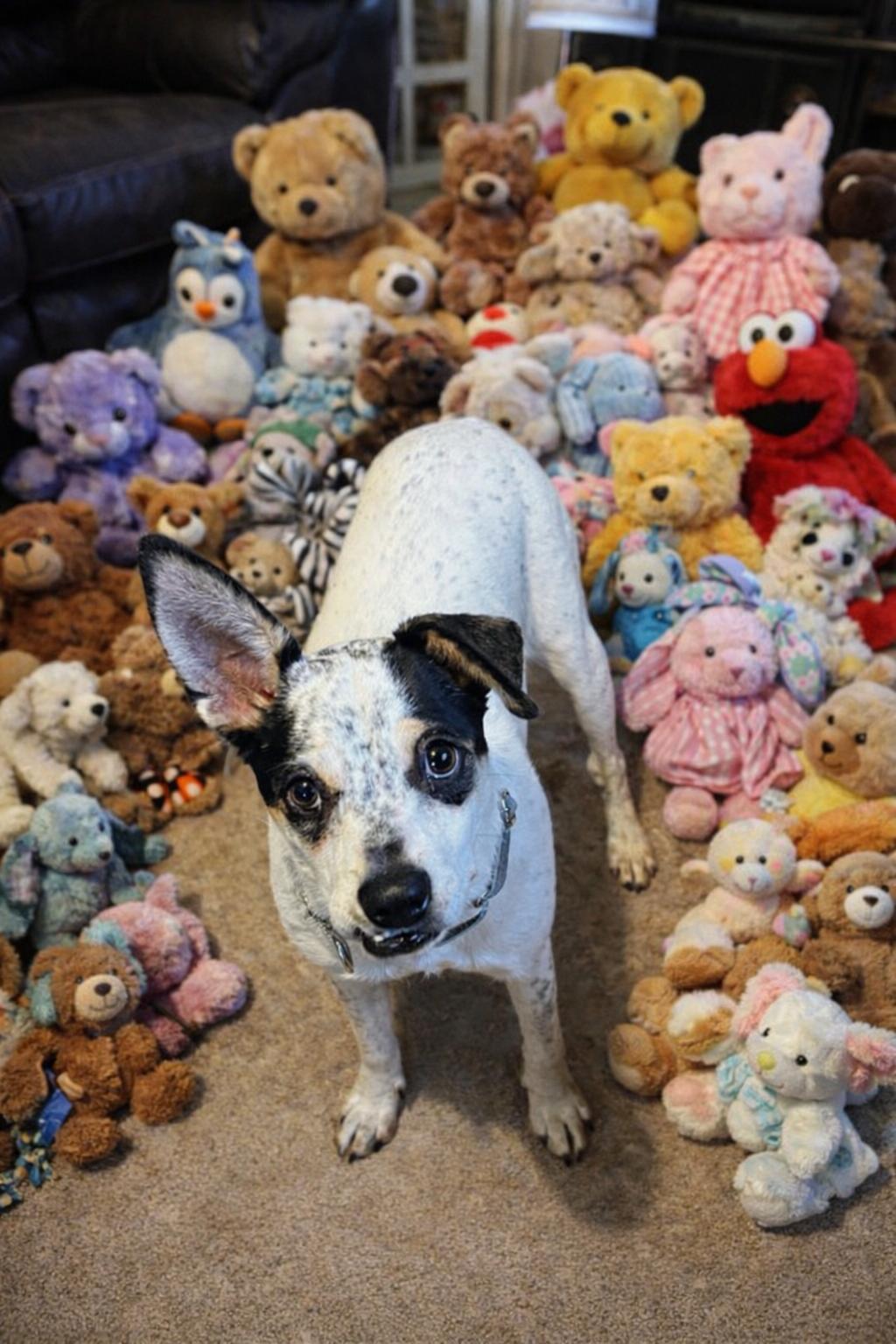 Enlarge Bunnie, a Adoptable mixed breed in Wanaque, NJ image 4/6
