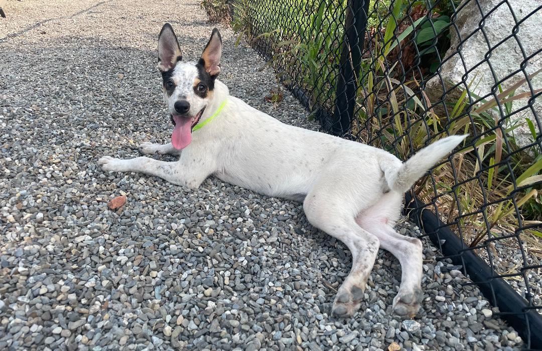 Enlarge Bunnie, a Adoptable mixed breed in Wanaque, NJ image 2/6
