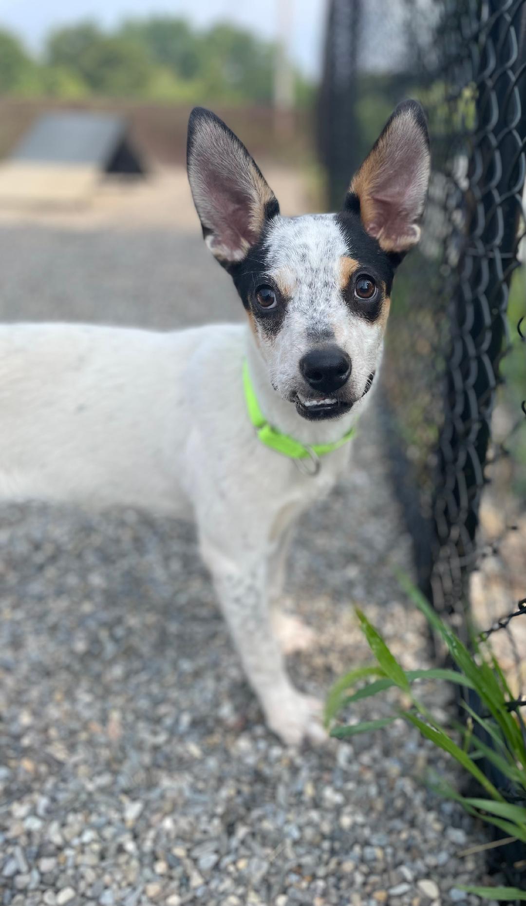 Enlarge Bunnie, a Adoptable mixed breed in Wanaque, NJ image 3/6