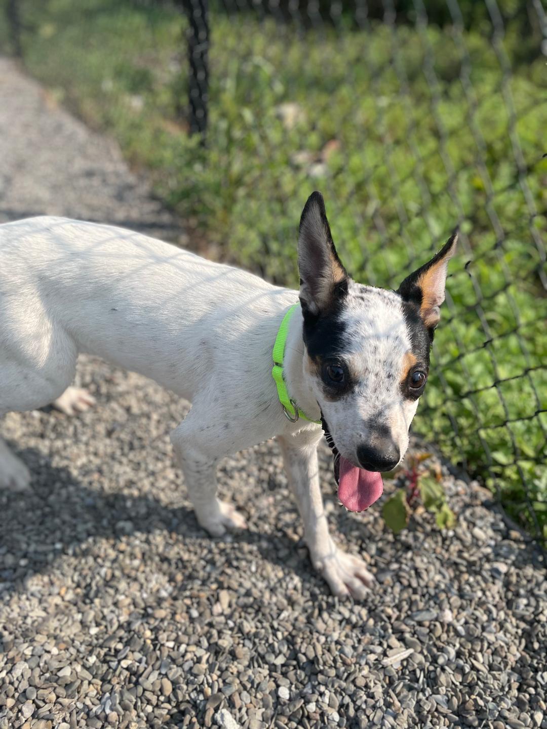 Enlarge Bunnie, a Adoptable mixed breed in Wanaque, NJ image 4/6