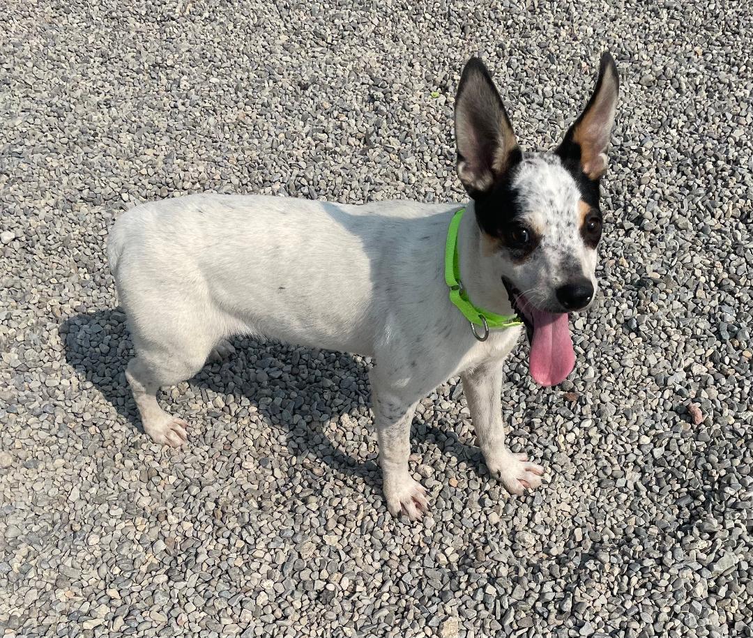 Enlarge Bunnie, a Adoptable mixed breed in Wanaque, NJ image 5/6