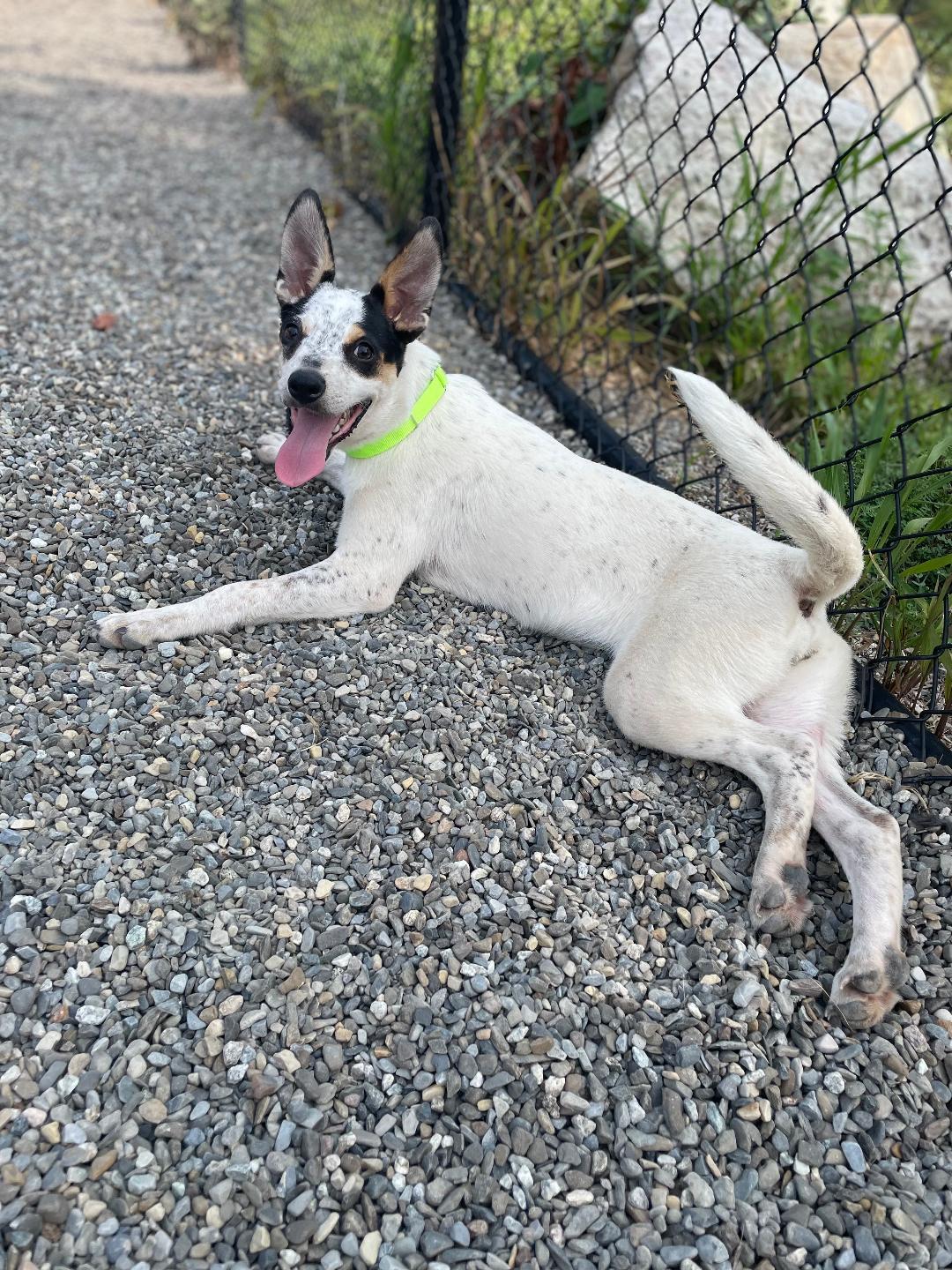 Enlarge Bunnie, a Adoptable mixed breed in Wanaque, NJ image 6/6