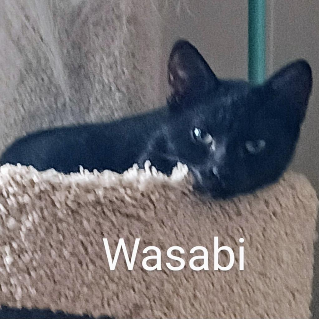 Wasabi Llanos (bonded with Sushi), Adoptable, Adult Female Domestic Short Hair.