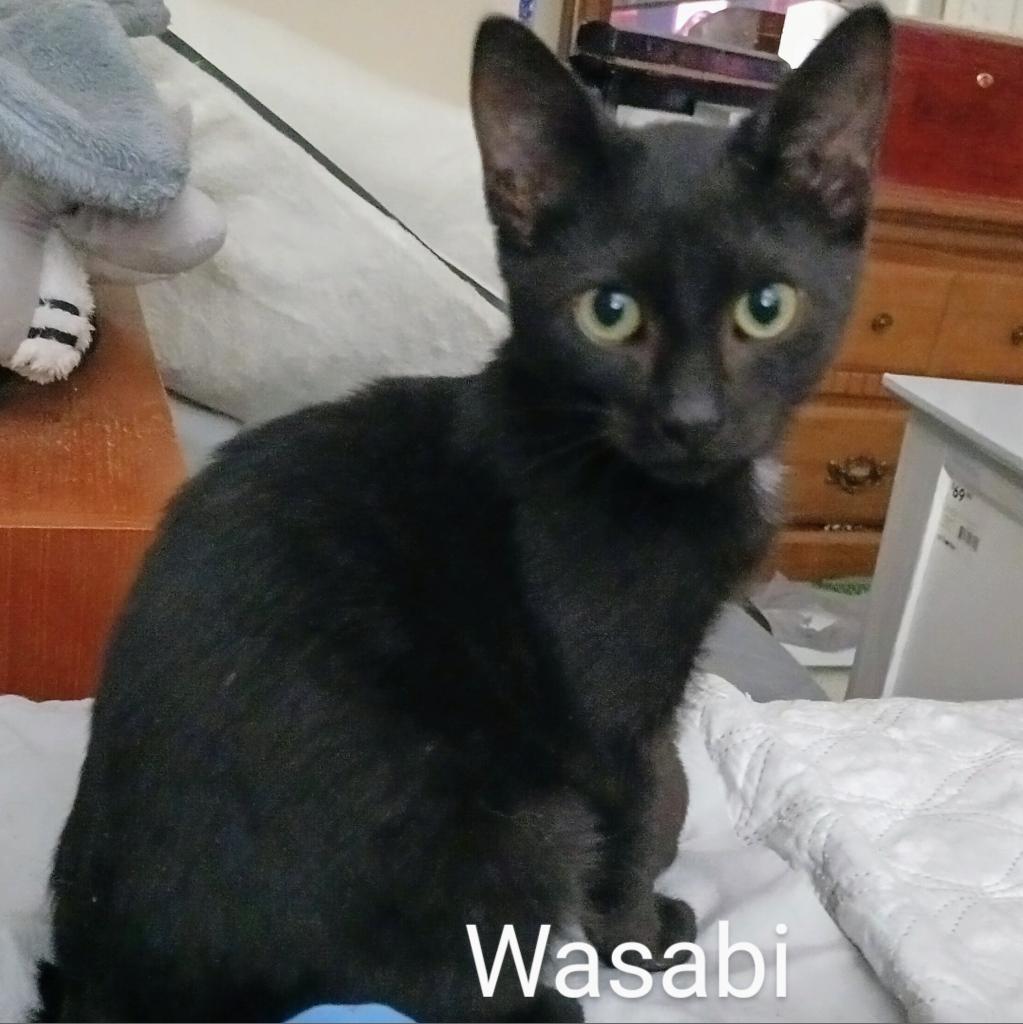 Enlarge Wasabi Llanos (bonded with Sushi), a Adoptable Domestic Short Hair in Merrifield, VA image 2/5