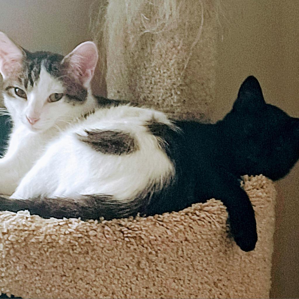 Enlarge Wasabi Llanos (bonded with Sushi), a Adoptable Domestic Short Hair in Merrifield, VA image 4/5