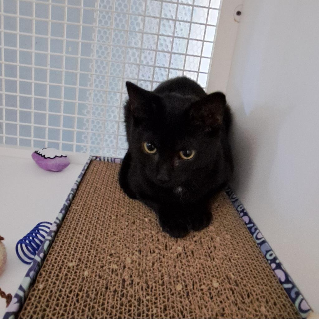 Enlarge Wasabi Llanos (bonded with Sushi), a Adoptable Domestic Short Hair in Merrifield, VA image 5/5