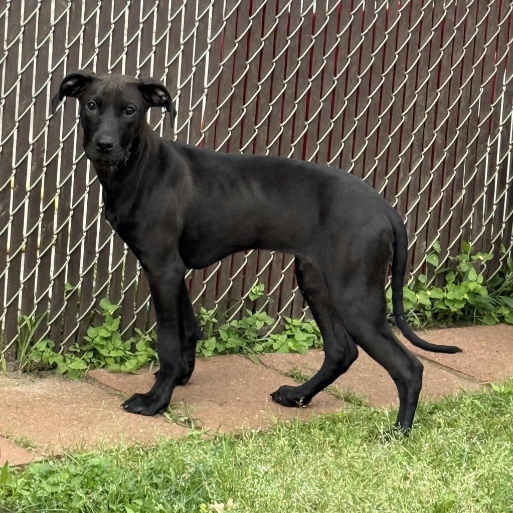 Arthur, a Adoptable mixed breed in Brenham, TX image 2/6